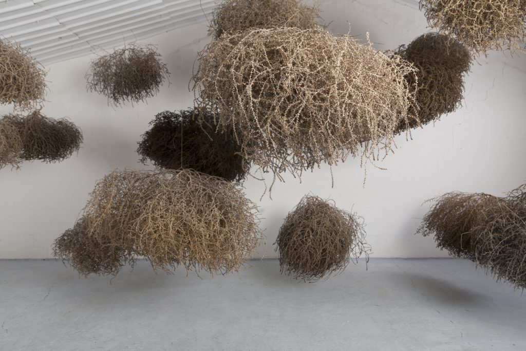 Gonzalo Mayoral, instalación, arte, fotografía, vegetales, 2011, estudio.